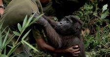 On protecting Virunga's mountain gorillas: "This way you meet people who have been doing their own work, communicating with rangers."